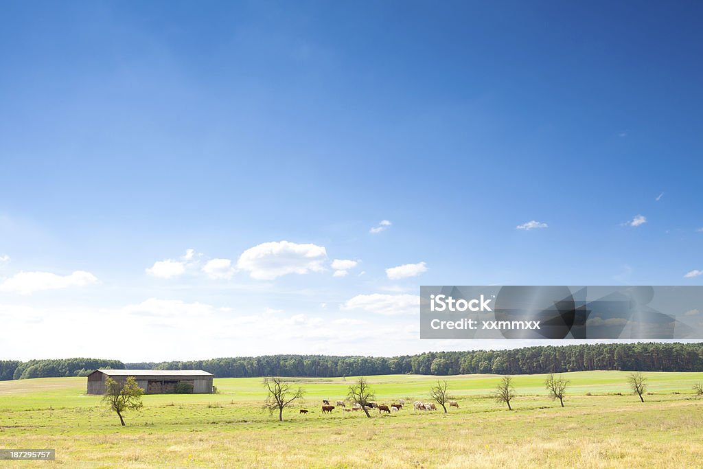 Pasto ans Sky - Foto de stock de Agricultura royalty-free