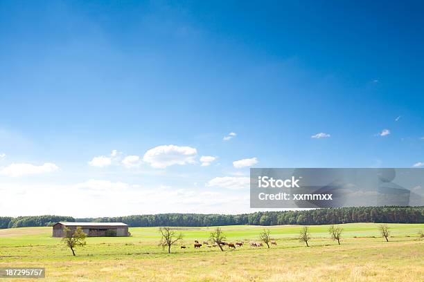 Foto de Pasto Ans Sky e mais fotos de stock de Agricultura - Agricultura, Ajardinado, Animal