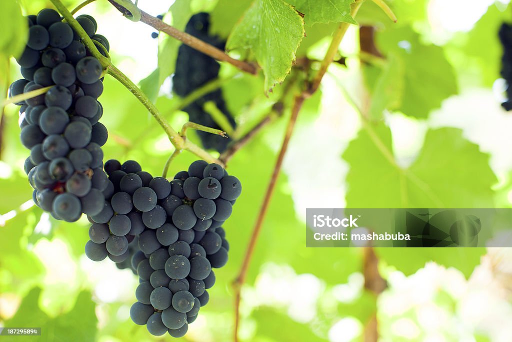 Uvas en La branch. - Foto de stock de Agricultura libre de derechos