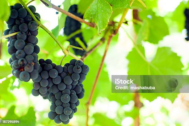 Uvas En La Branch Foto de stock y más banco de imágenes de Agricultura - Agricultura, Alimento, Arbusto