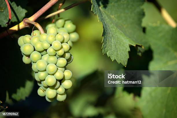 와인 포도 재배 만들진 포도원입니다 0명에 대한 스톡 사진 및 기타 이미지 - 0명, 과일, 까비네쇼비뇽 포도