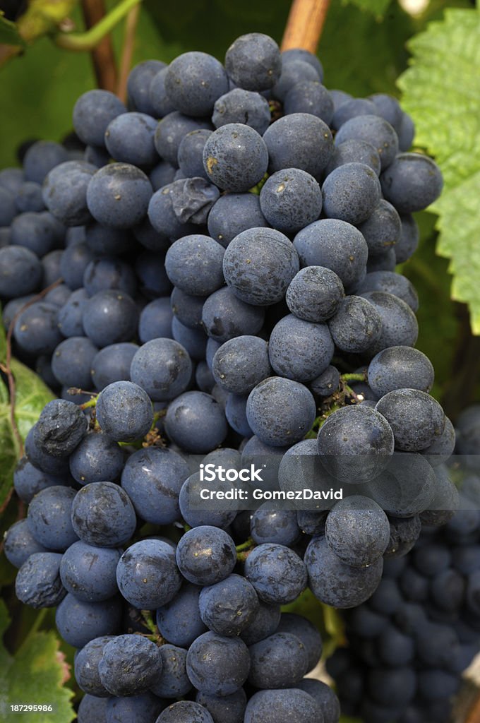 Nahaufnahme der organischen Pinot Noir-Trauben am Weinstock - Lizenzfrei Agrarbetrieb Stock-Foto