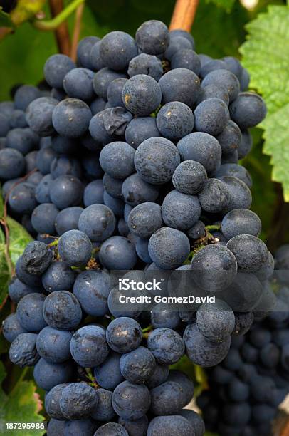 Primer Plano De Orgánicos Pinot Noir Vino Uvas En La Vid Foto de stock y más banco de imágenes de Agricultura