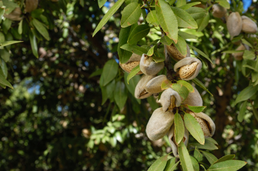 Close-up of ripening almond (Prunus dulcis) fruit growing in clusters on a central California orchard, ready for harvest.