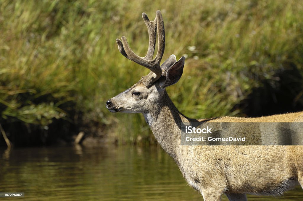 Wild ciervo mulo de cruzar el río - Foto de stock de Aire libre libre de derechos