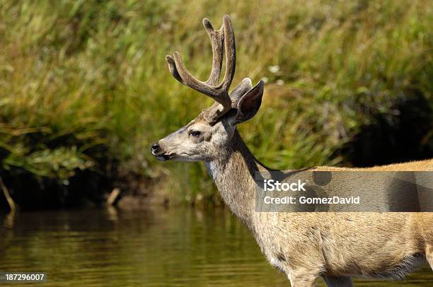 Wild Ciervo Mulo De Cruzar El Río Foto de stock y más banco de imágenes de Aire libre - Aire libre, Animal, Animales salvajes