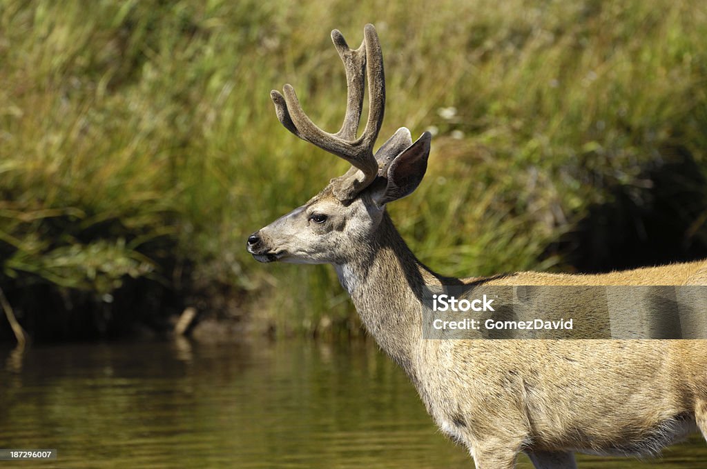 Cerf-mulet avoir traversé une rivière sauvage - Photo de Animaux à l'état sauvage libre de droits