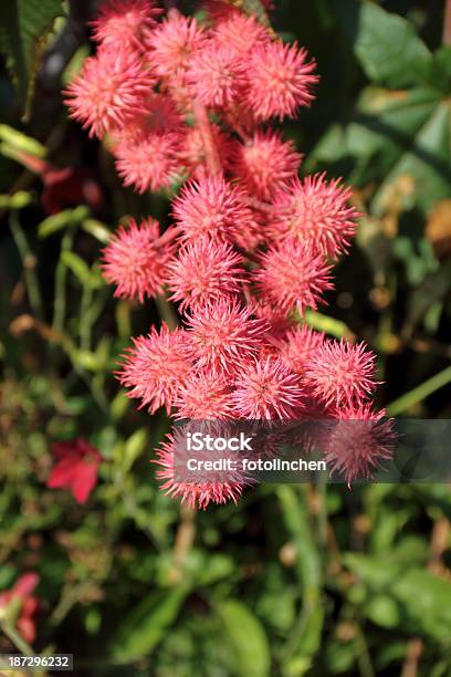 Ricinus Communis Stockfoto und mehr Bilder von Wunderbaum - Wunderbaum, Blatt - Pflanzenbestandteile, Blume