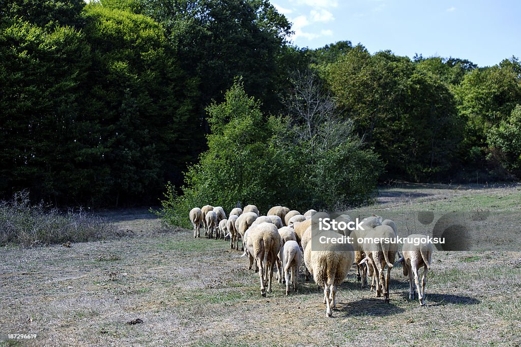 Gregge di pecore - Foto stock royalty-free di Agnello - Animale