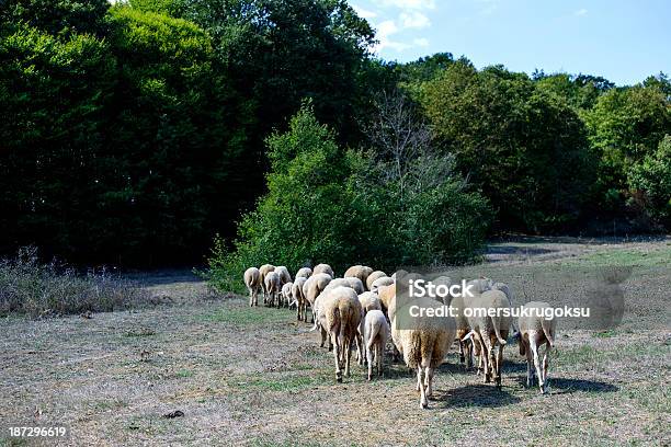 Gregge Di Pecore - Fotografie stock e altre immagini di Agnello - Animale - Agnello - Animale, Agricoltura, Ambientazione esterna
