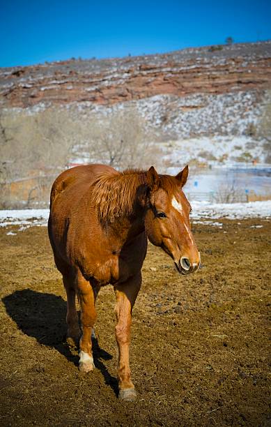 istock Horse Ranch, Colorado 187296622