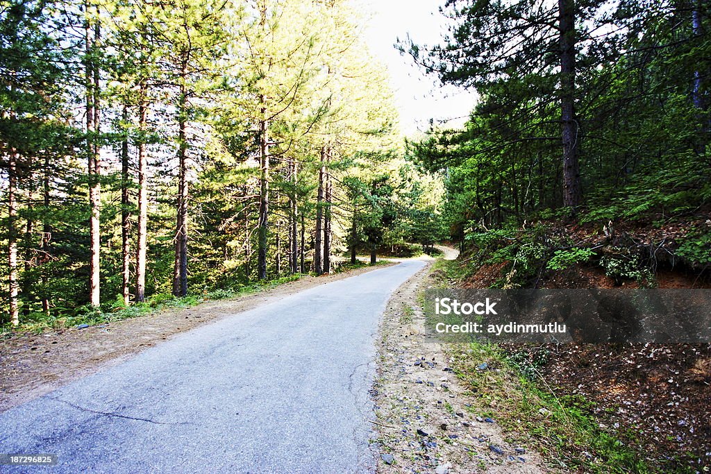 Strada forestale - Foto stock royalty-free di Albero