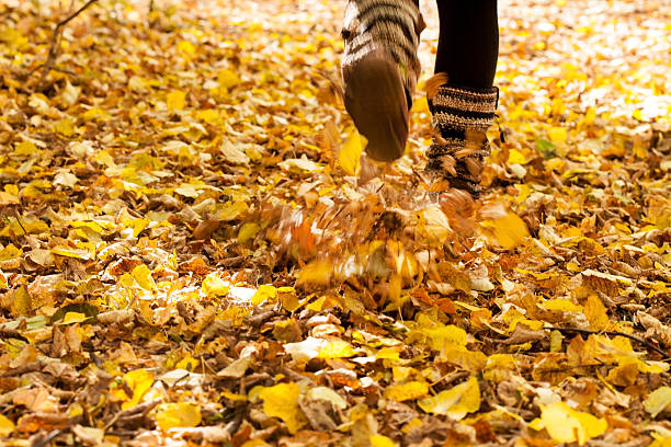 Walking through the autumn leaves stock photo