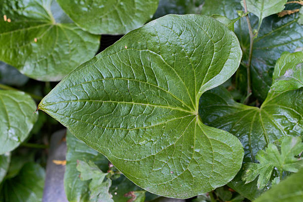 istock Cordate perfect heart-shaped green leaf 187297037