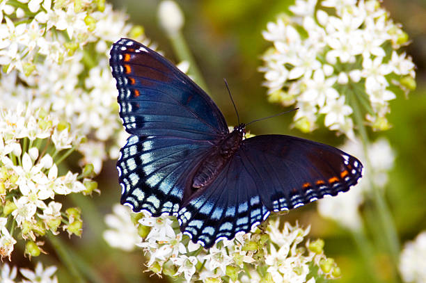 Red Spotted Purple Butterfly,Limenitis arthemis, on a white flower