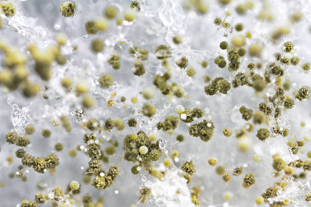 macro shot of ファジー色のモールド - petri dish bacterium colony laboratory ストックフォトと画像