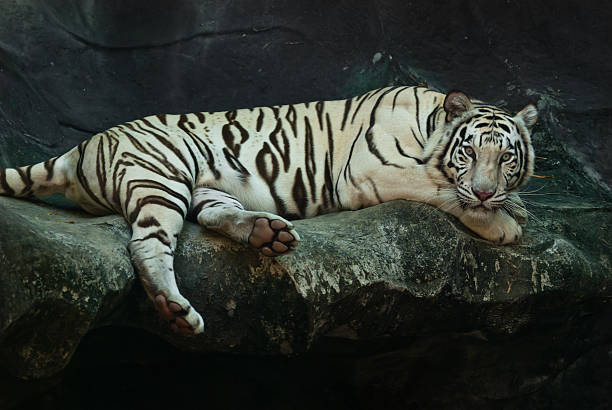 istock Female wild white tiger from Thailand 187297940