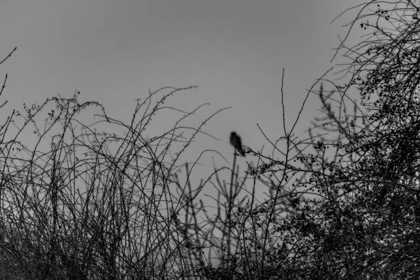 Common Blackbird (Turdus merula merula) adult female feeding on pyracantha berriesEccles-on-Sea, Norfolk, UK.     November