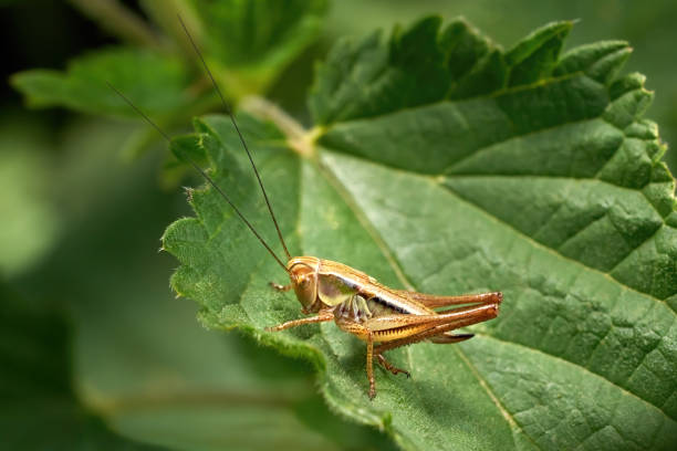 istock Dark bush-cricket (Pholidoptera griseoaptera) female nymph in side view 1872989474