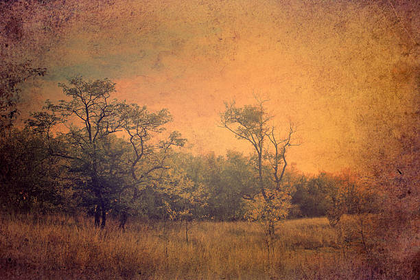 istock Vintage photo of parched tree 187299139