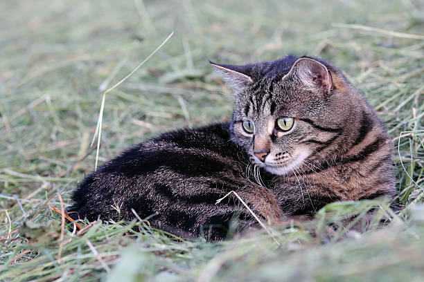 kot na myszy hunt - gespannt zdjęcia i obrazy z banku zdjęć