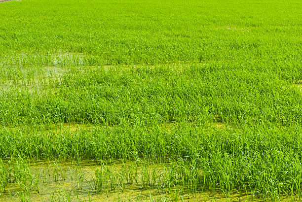 istock Green rice field taken on a sunny day 187299646