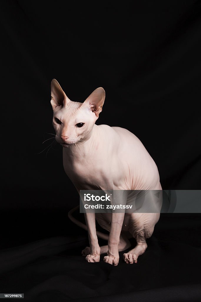 Pink Sphynx cat Pink Sphynx cat in studio on a black background Animal Stock Photo