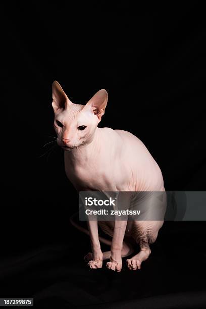 Pink Sphynx Cat Stock Photo - Download Image Now - Animal, Animal Body Part, Animal Ear