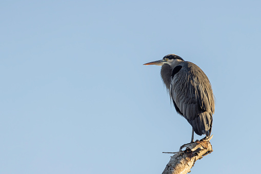 Great Blue Heron perched in tree, Delta, British Columbia, Canada