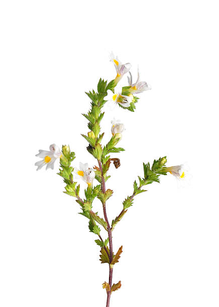 Sprig of Eyebright Euphrasia officinalis isolated on white Eyebright (Euphrasia officinalis) euphrasia stock pictures, royalty-free photos & images
