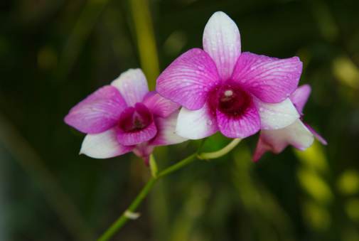 Beautiful purple orchid in graden