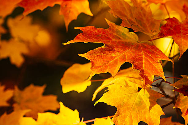 istock Autumn leaves film look 187300140