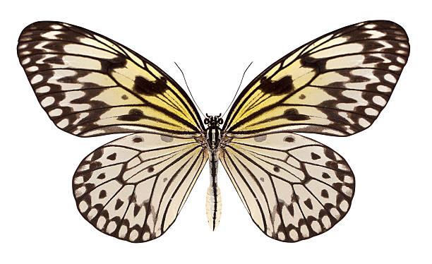 istock beautiful butterfly isolated on white 187301184