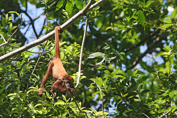 Eating red howler monkey, Colombia stock photo