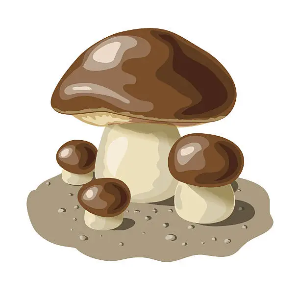 Vector illustration of mushrooms