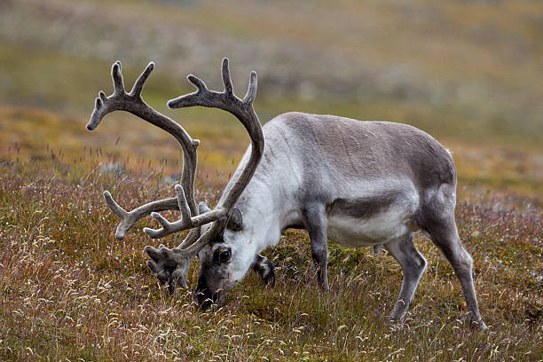 istock Spitzbergen Ren, Rangifer tarandus platyrhynchus, Svalbard reindeer 187301626