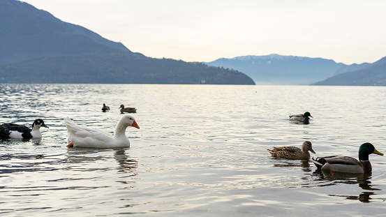 Folk of birds swimming in Domaso Beach, Lake Como Italy. One goose is white, the other is colored. Ducks are colored too. Everyone with their right side to the camera exept one in the background. It's autumn. and cloudy.
