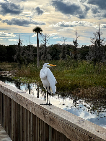 Small white heron with black bill, black legs, and yellow feet located in a Florida wetland park