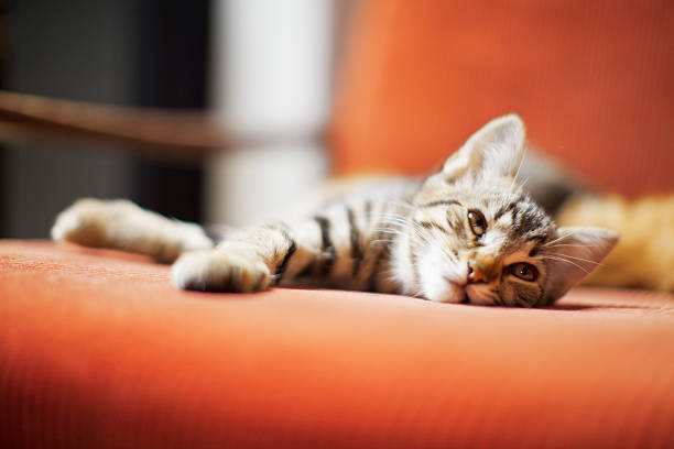 istock Tabby kitten lying on an orange chair cushion 187304055