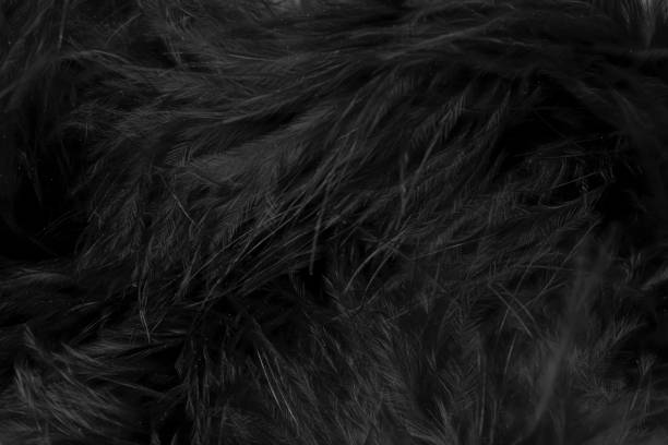 istock black litle feather macro foto 1873044782