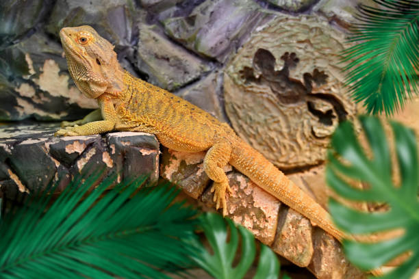 istock Bearded dragon Hypo close-up on a rocky background 1873045286