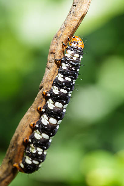 zbliżenie z caterpillar - branch caterpillar animal hair insect zdjęcia i obrazy z banku zdjęć