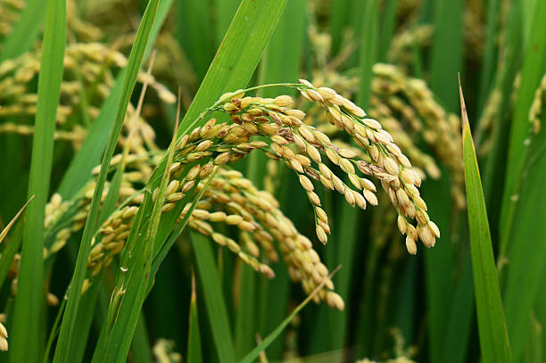 Rice crop stock photo