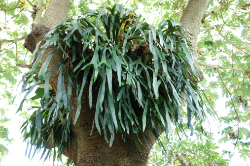 A large staghorn fern is mounted in the crook of a snakewood tree (Cecropia Palmata). Epiphytes, Tropical plants.