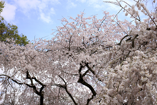 Sakura cherry blossom tree at park in spring.