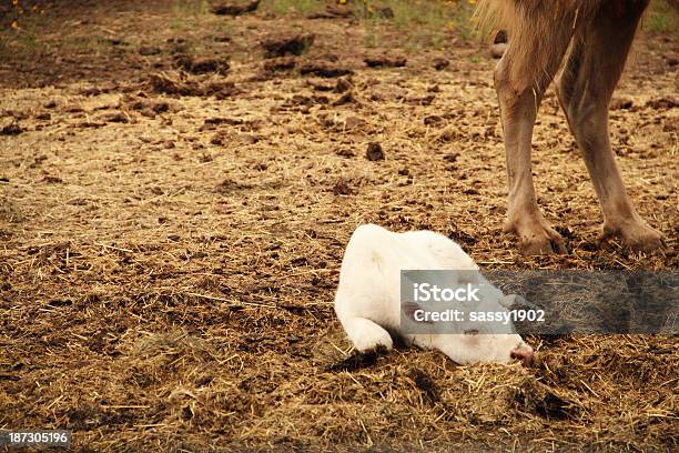 Foto de Bisão Branco Panturrilha Recémnascido Sagrado e mais fotos de stock de Animais Machos - Animais Machos, Animais em Extinção, Animal