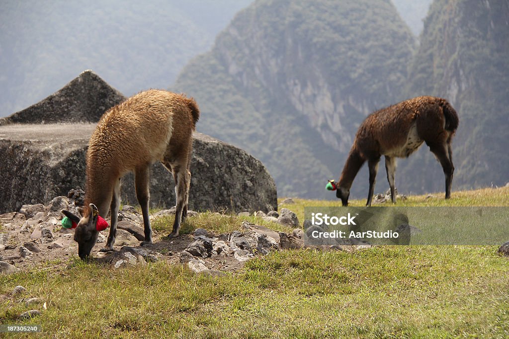 Lama a altiplano - Foto stock royalty-free di Alpaca