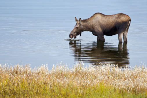 Moose drinks in Denali Wilderness of Alaska.