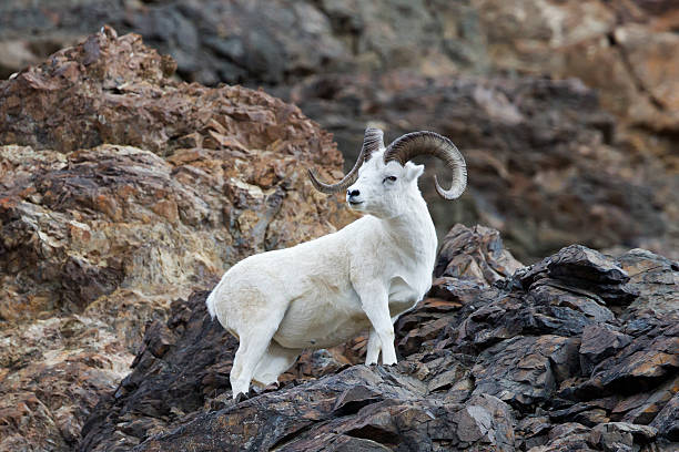 istock Dall sheep perches on cliffside in Alaska's Denali National Park 187305916