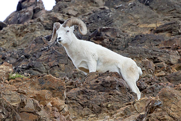 istock Dall sheep peers down from cliffside in Denali National Park 187305928